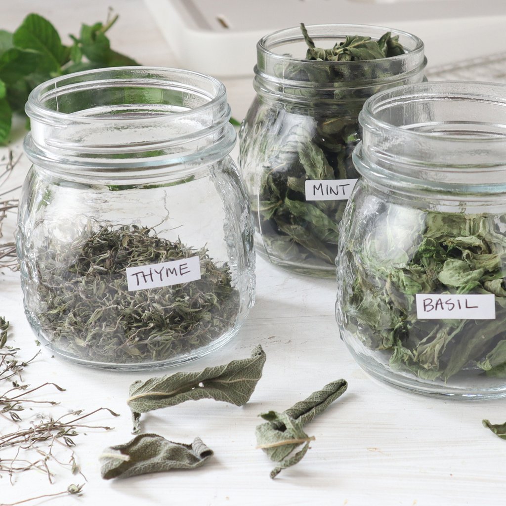 Best tips for drying herbs in a food dehydrator